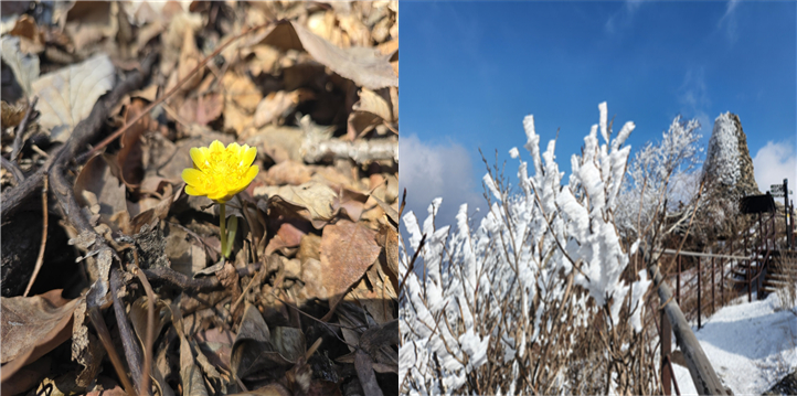 Left: Adonis amurensis flowers bloom in Seonghwangnim Forest at the foot of Mount Chiak on Feb. 18. The flower, which pushes through the snow in February and March, is nicknamed a “herald of spring”; Right: At the peak of Mount Chiak, subzero temperatures combine with moisture overnight to form white rime ice, also known as ice flowers, on tree branches. [Korea National Park Service]