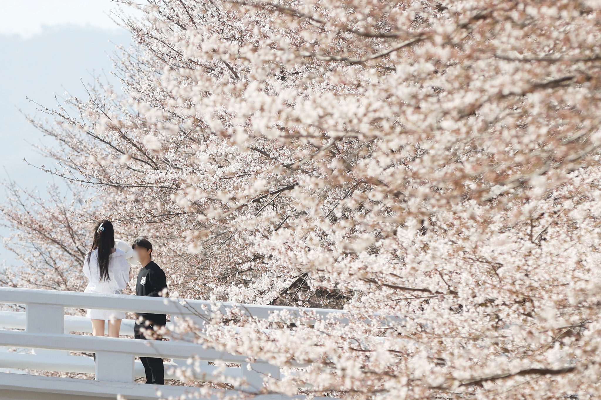Citizens enjoy cherry blossoms at Maehon Citizen’s Forest in Seocho District, western Seoul, on April 7, 2025. [YONHAP]