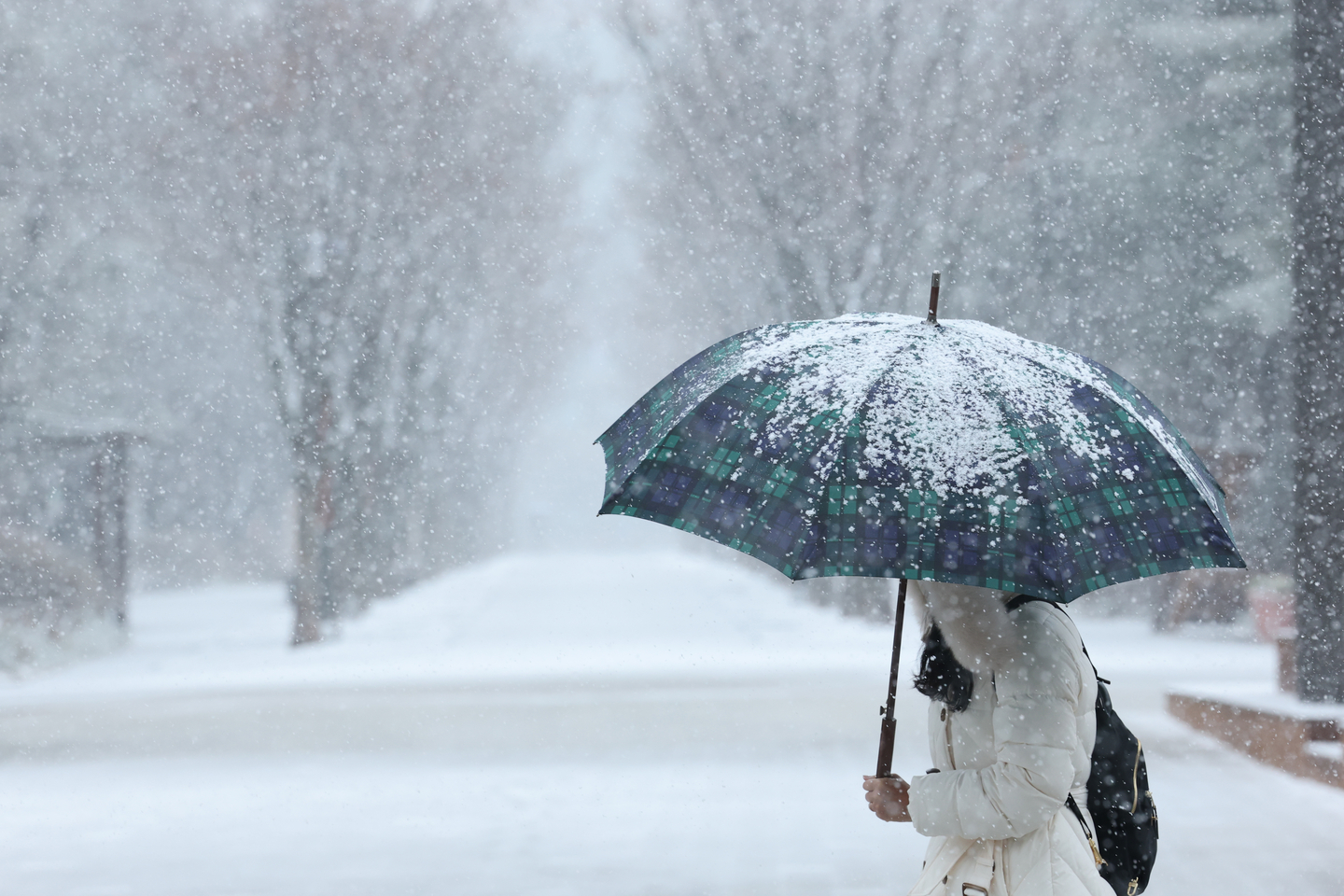 A pedestrian walks with an umbrella in Daejeon on Feb. 24, as heavy snow advisories remain in effect across parts of Daejeon and Chungcheong. [NEWS1]
