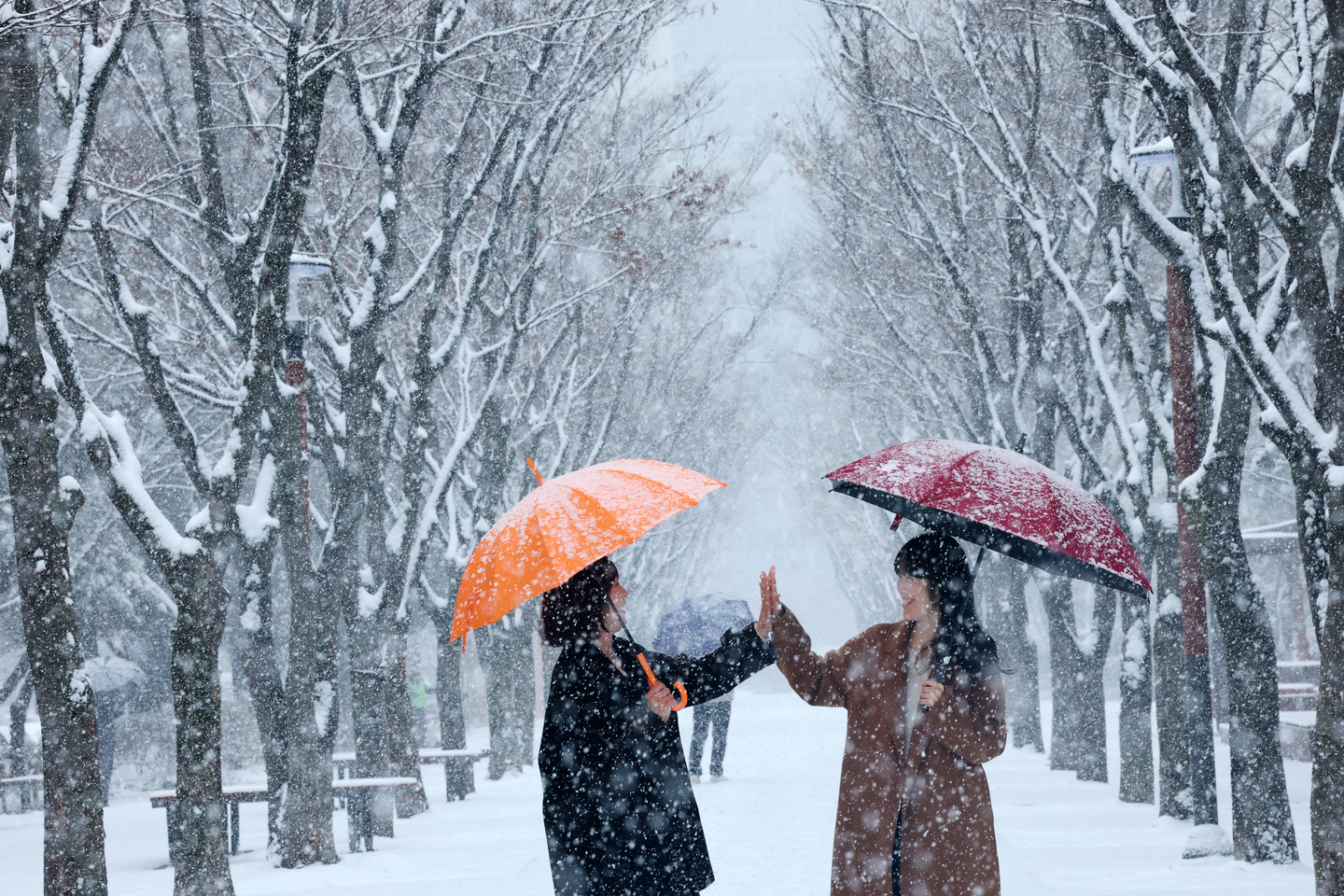 People walk with umbrellas as snow falls in Daejeon on Feb. 24. [NEWS1] 
