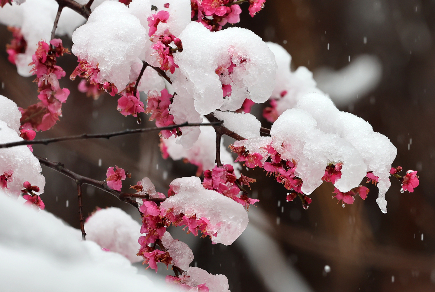 Red plum blossoms are covered with a blanket of snow in a village in Seongsan-myeon in Gangneung, Gangwon, on March 3. [YONHAP]