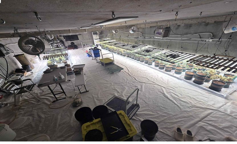 Marijuana plants are growing at a cultivation site built inside an underground bunker in Incheon. [JOINT INVESTIGATION HEADQUARTERS FOR NARCOTICS CRIMES]
