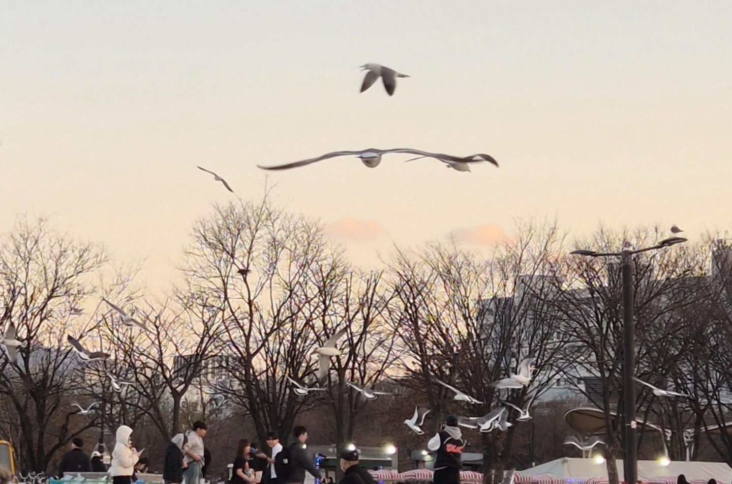 Seagulls fly near Yeouido Hangang Park in western Seoul on Feb. 27. [CHO JUNG-WOO]