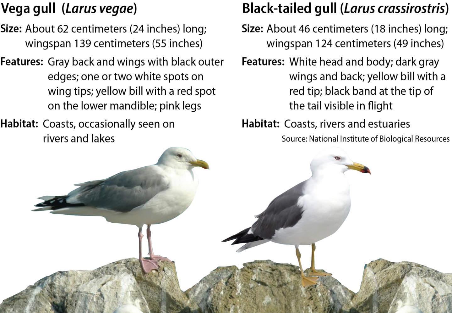 Vega gull and black-tailed gull [YUN YOUNG]