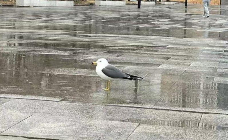 A seagull wanders near Hangang Bus pier in Yeouido, western Seoul, on March 2. [CHO JUNG-WOO] 