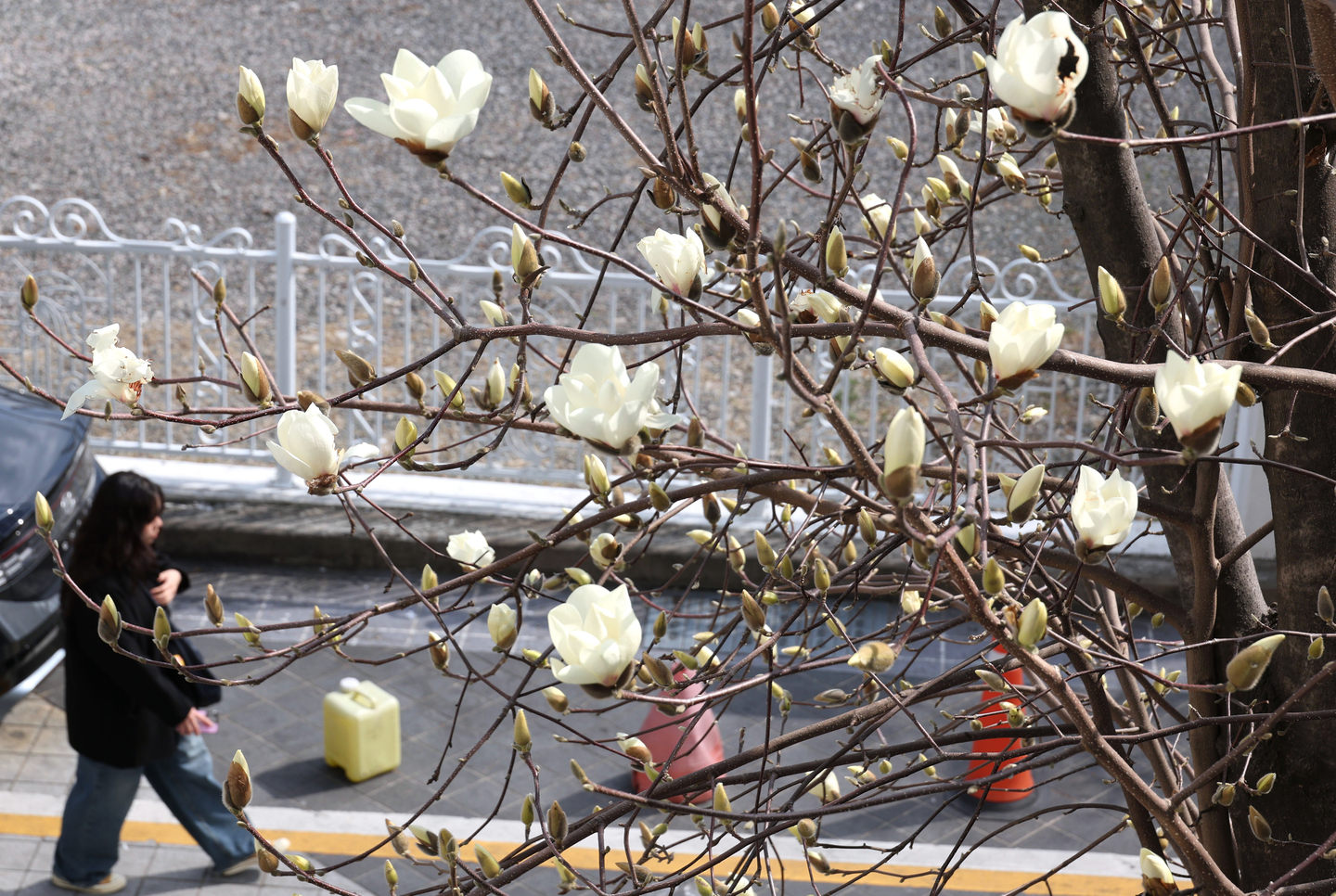 A pedestrian walks down a street in Busan underneath a tree blossoming with white flowers on March 4. [YONHAP]