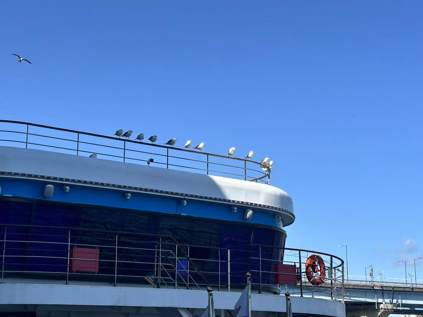 Seagulls rest at the Seoul Cruise pier in Yeouido, western Seoul, on March 3. [CHO JUNG-WOO]