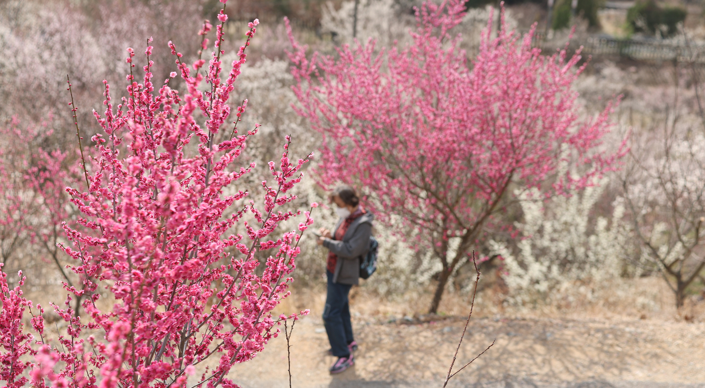 Plum blossoms bloom are in full bloom at the Wondong Maehwa Village in Yangsan, South Gyeongsang, on March 5. [YONHAP] 