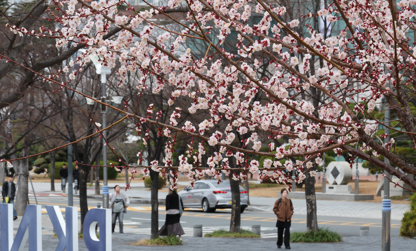 Plum blossoms begin to bloom at Pukyong National University’s Daeyeon Campus in Nam District in Busan on March 5. [YONHAP]