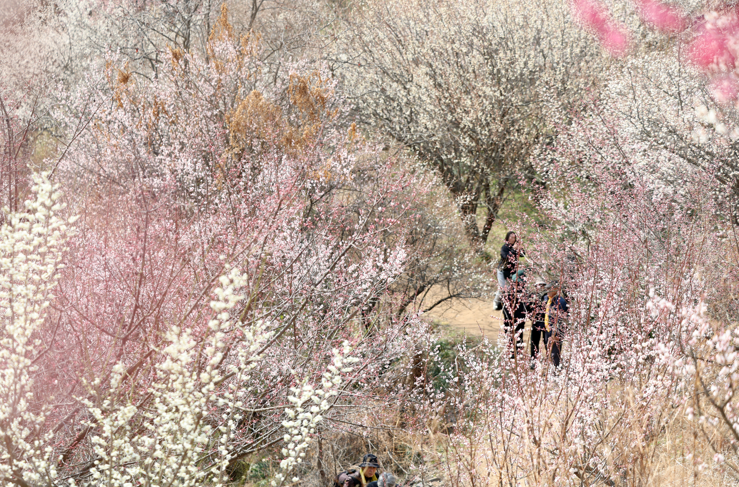 Pedestrians enjoy plum blossoms blooming at Wondong Maehwa Village in Yangsan, South Gyeongsang, ahead of the Wondong Maehwa Festival on March 5. [YONHAP]