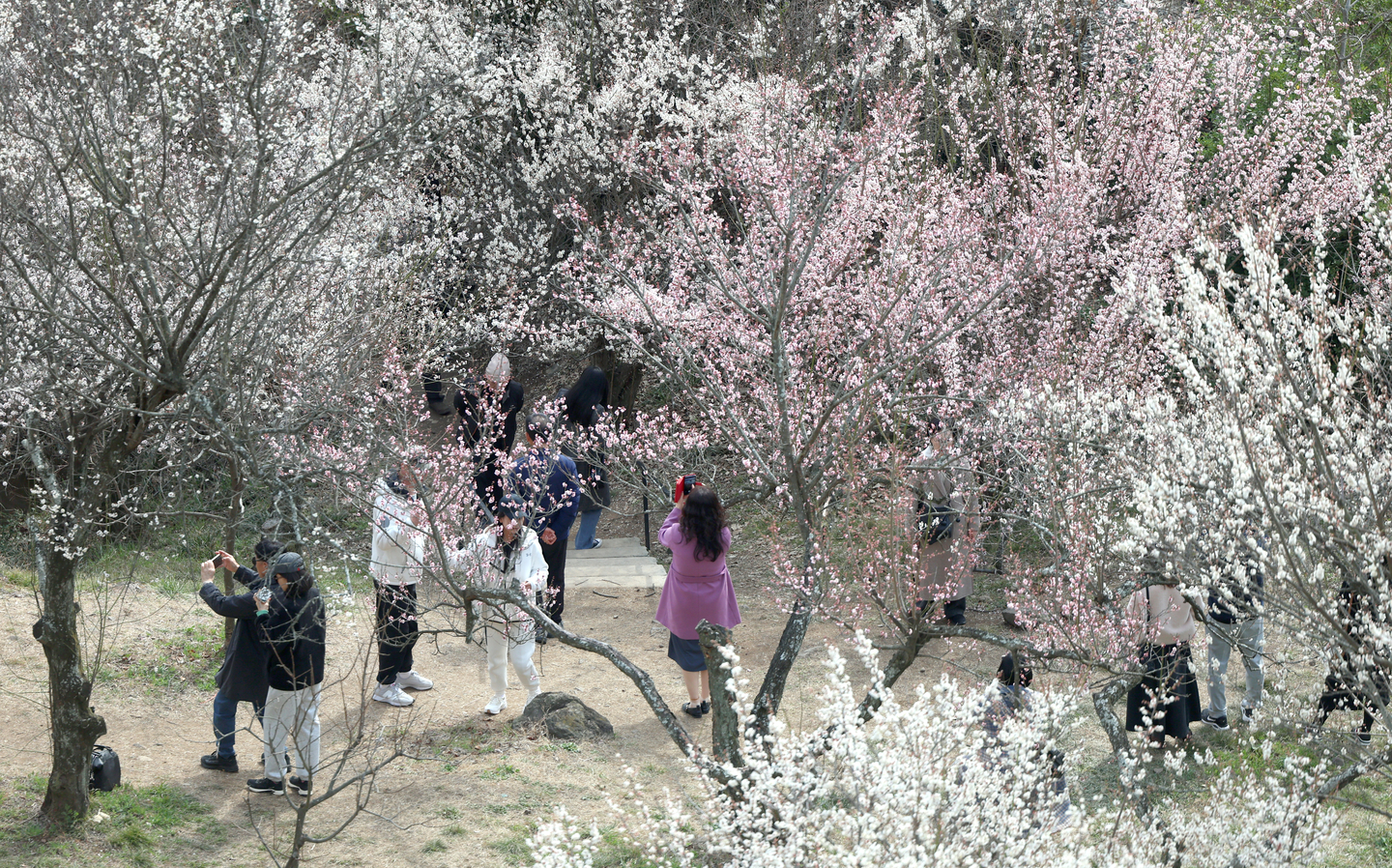 Passersby are taking photos of the blooming plum blossoms at Wondong Maehwa Village in Yangsan, South Gyeongsang, on March 5. [YONHAP] 