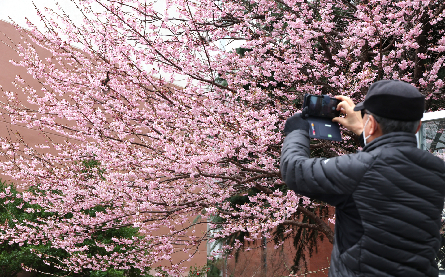A passerby takes a photo of the fully blooming cherry blossoms in Yeonje District in Busan on March 6. [YONHAP] 