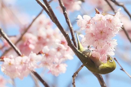 A warbling white-eye forages for nectar on a branch of a cherry blossom in full bloom in Suyeong District, Busan, on March 10. [NEWS1]