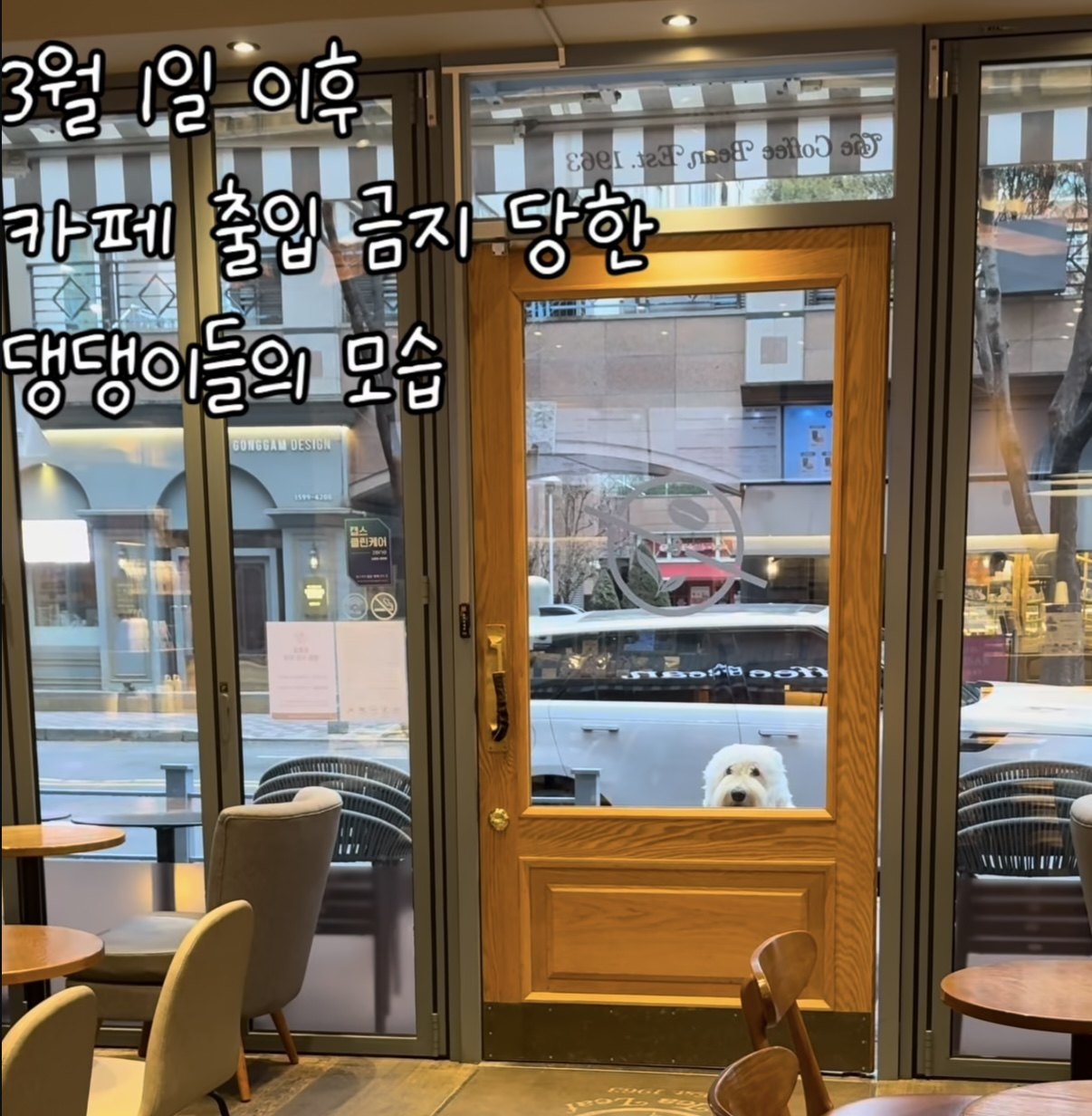 A dog is seen waiting outside a cafe on March 1, the day revised Food Sanitation Act guidelines took effect. The caption on the Instagram post reads, “A dog after being banned from cafes as of March 1.” [SCREEN CAPTURE]