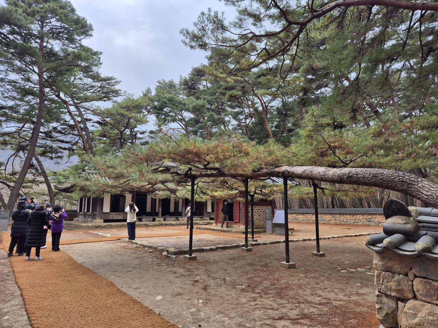 The ″Eom Heung-do Pine,″ which commemorates Eom Heung-do, the loyal official who recovered King Danjong’s body, is seen in Yeongwol County, Gangwon, on March 6. [PARK JIN-HO]