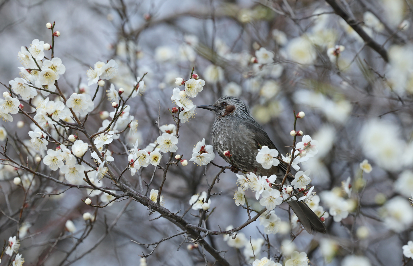 A bird gathers nectar from plum blossoms at a park in Daejeon on March 16. [NEWS1]