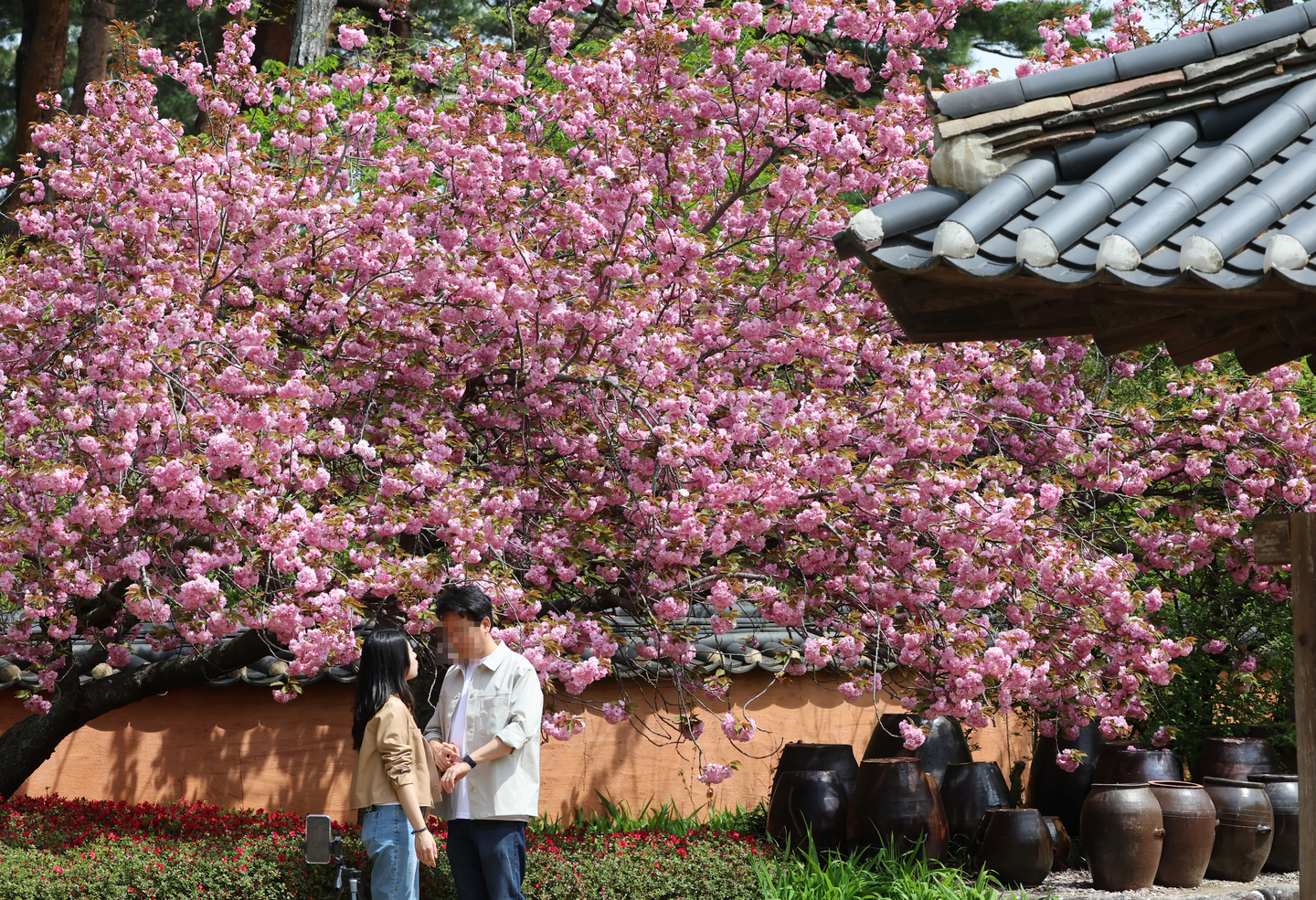 Cherry blossoms are in full bloom at a traditional house in Gangneung, Gangwon, on April 24, 2025. [YONHAP]