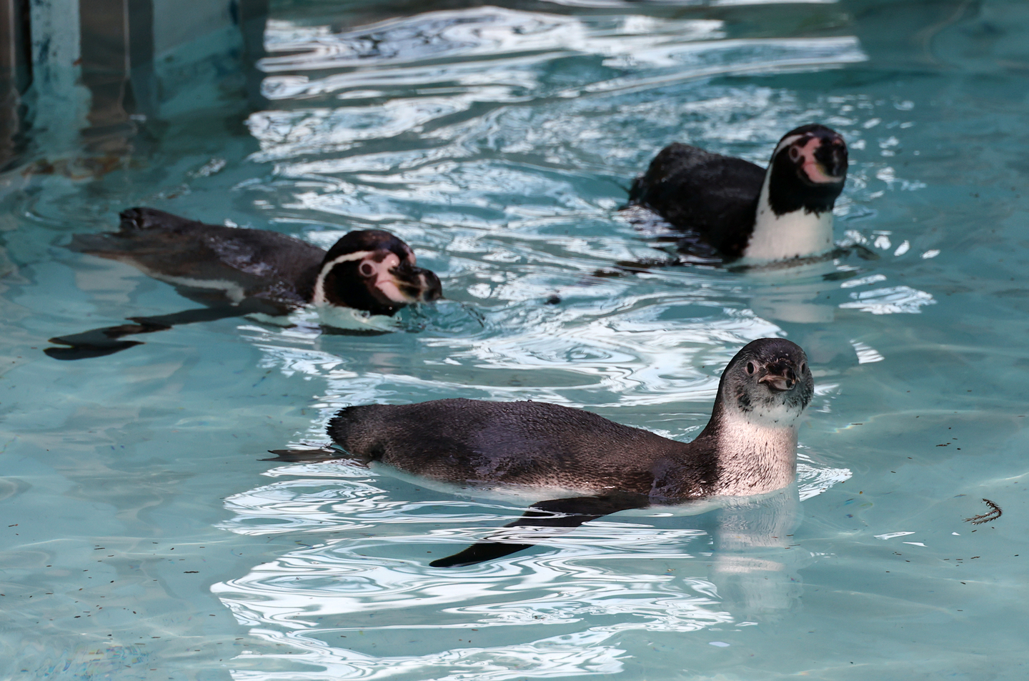 Humboldt penguins swim at the zoo within the Children’s Grand Park in Busanjin District, Busan, on March 4. [SONG BONG-GEUN]