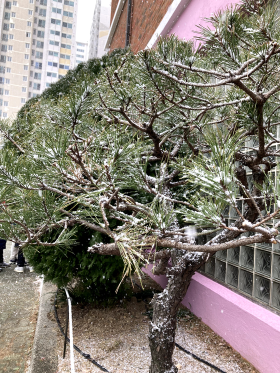 A tree covered with snow at my school in fifth grade. That was the most snow that I've seen in Busan. [LEE EUNJAE]