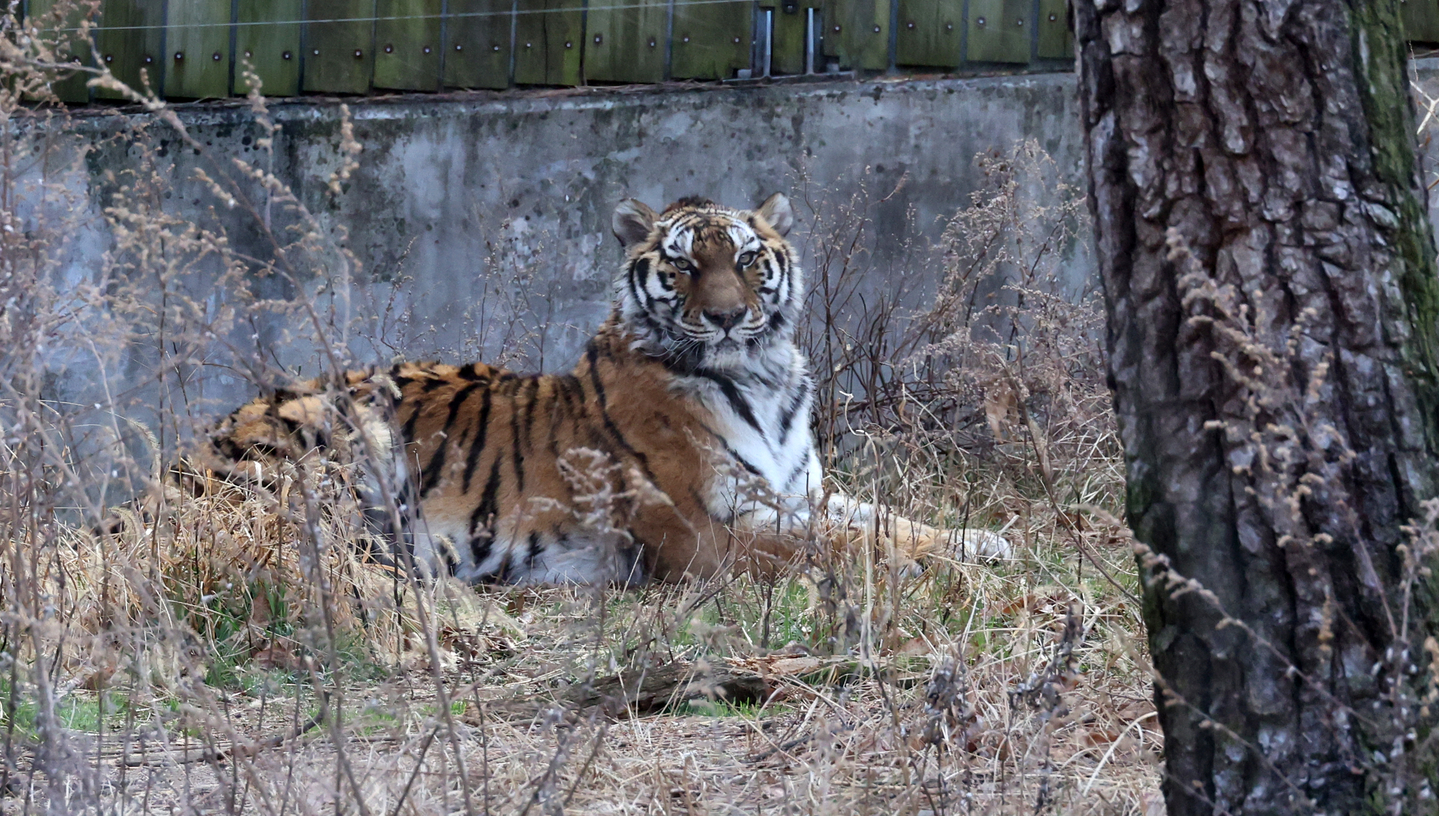 A Siberian tiger sits inside its enclosure while watching visitors outside at the zoo within the Children’s Grand Park in Busanjin District, Busan, on March 4. [SONG BONG-GEUN]
