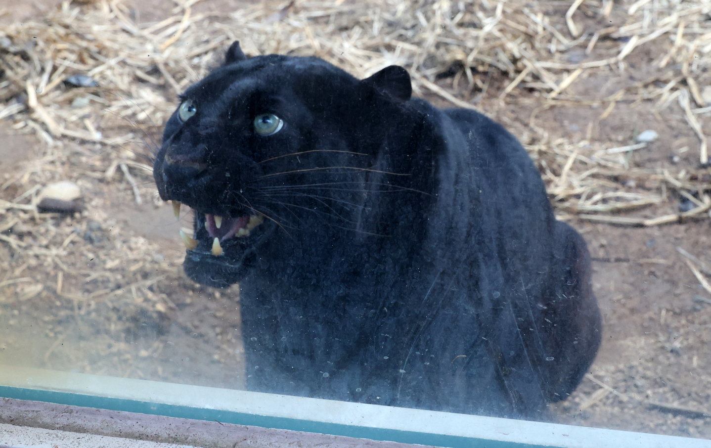 A black leopard bares its teeth while looking outside its enclosure at the zoo within the Children’s Grand Park in Busanjin District, Busan, on March 4. [SONG BONG-GEUN]