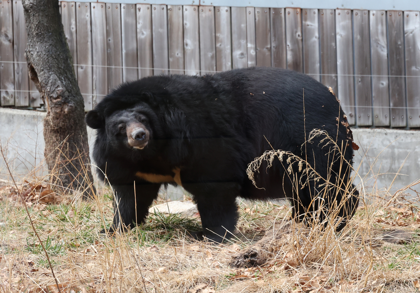 A Kodiak bear moves inside its enclosure at the zoo within the Children’s Grand Park in Busanjin District, Busan, on March 4. [SONG BONG-GEUN]