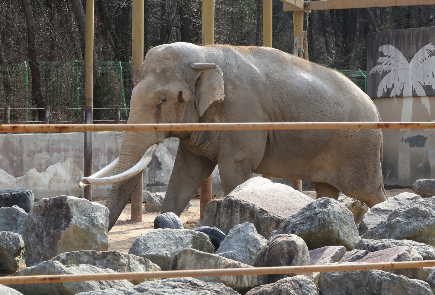 Moommi, an Asian elephant, walks inside its enclosure at the zoo within the Children’s Grand Park in Busanjin District, Busan, on March 4. [SONG BONG-GEUN]