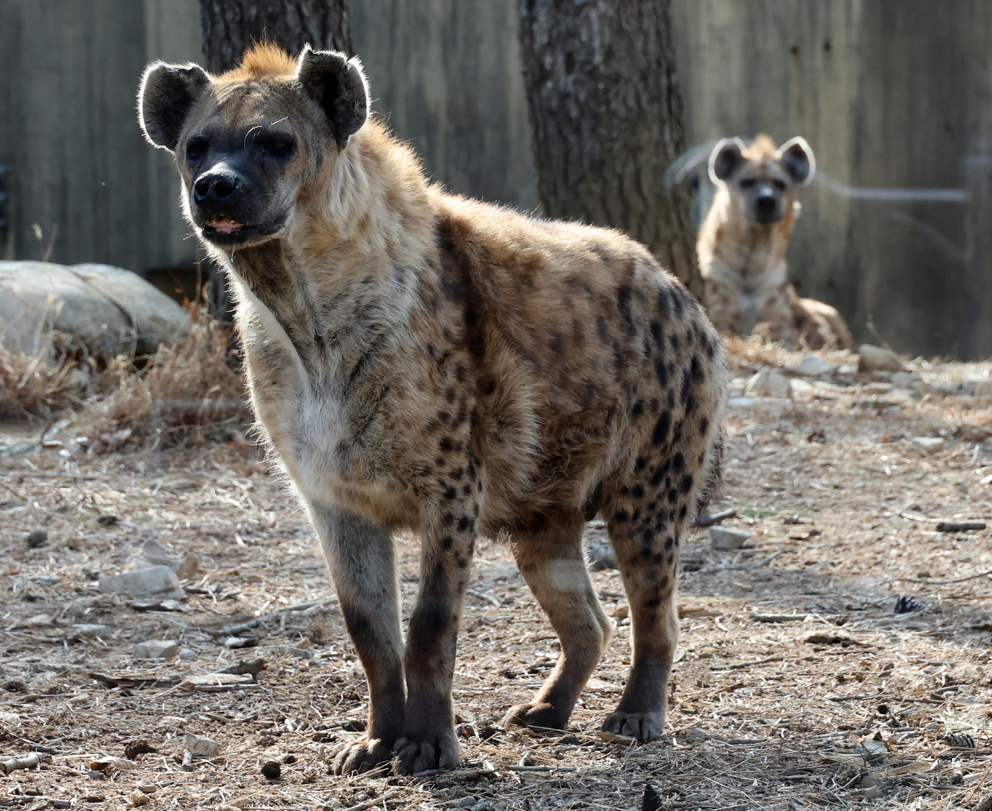 Hyenas walk inside their enclosure at the zoo within the Children’s Grand Park in Busanjin District, Busan, on March 4. [SONG BONG-GEUN]