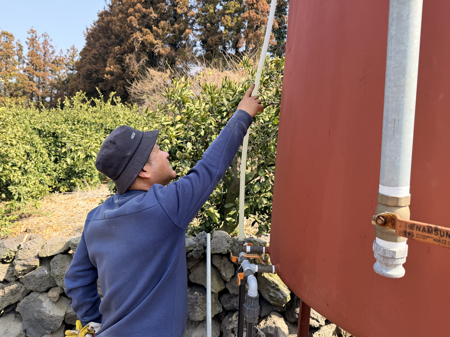 A worker at a citrus farm in Andeok-myeon, Seogwipo, Jeju Island, on the morning of March 17 [CHOI CHOONG-IL]