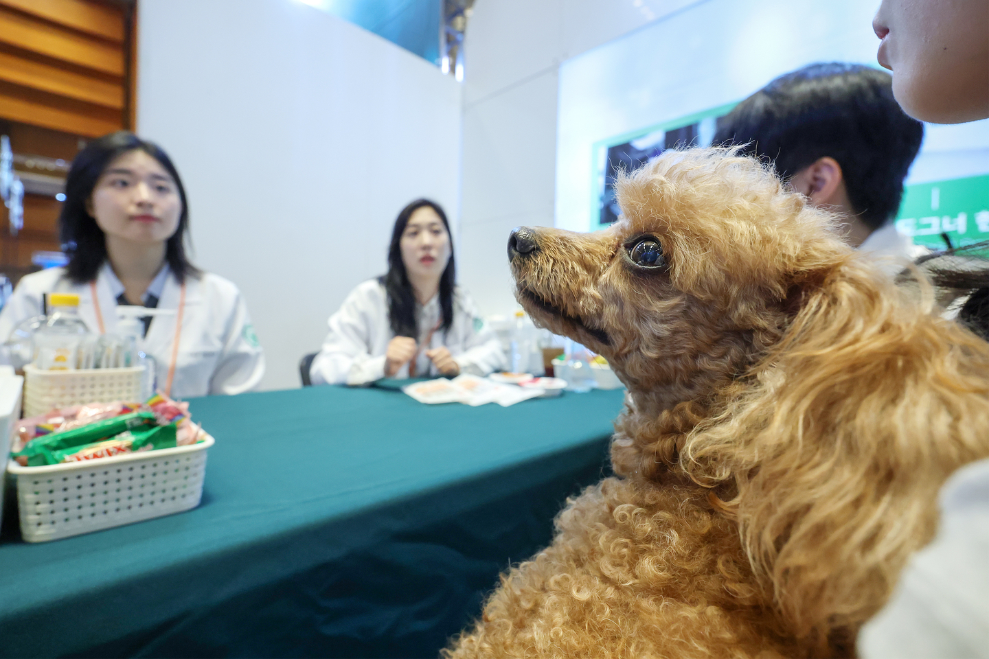 A dog receives health consultations with its onwer at a veterinarian booth at a pet fair held at Coex in Gangnam District, southern Seoul, on Aug. 13, 2025. [NEWS1] 