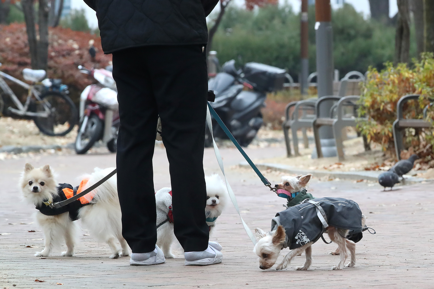 A pet owner and dogs are seen taking a walk in a park in Daegu on Dec. 11, 2025. [NEWS1]