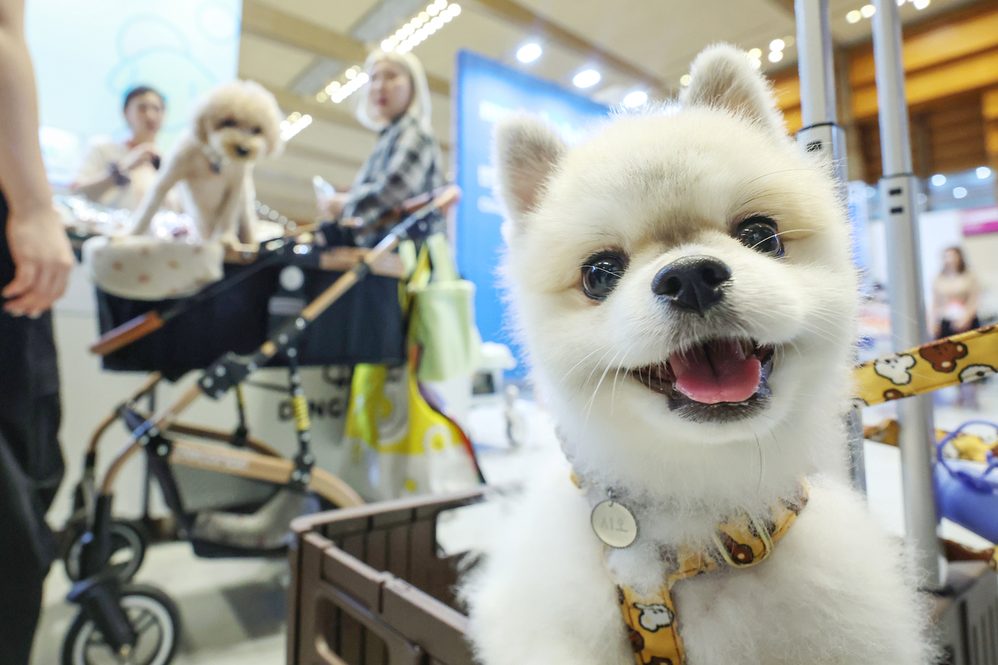 A dog is seen at a pet fair held at Coex in Gangnam District, southern Seoul, on Aug. 13, 2025. [NEWS1]
