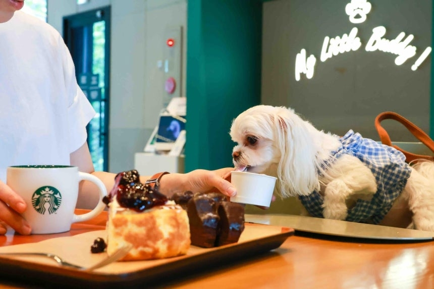 A dog is seen at a pet-friendly Starbucks cafe with its owner in this file photo provided by the franchise [STARBUCKS KOREA]