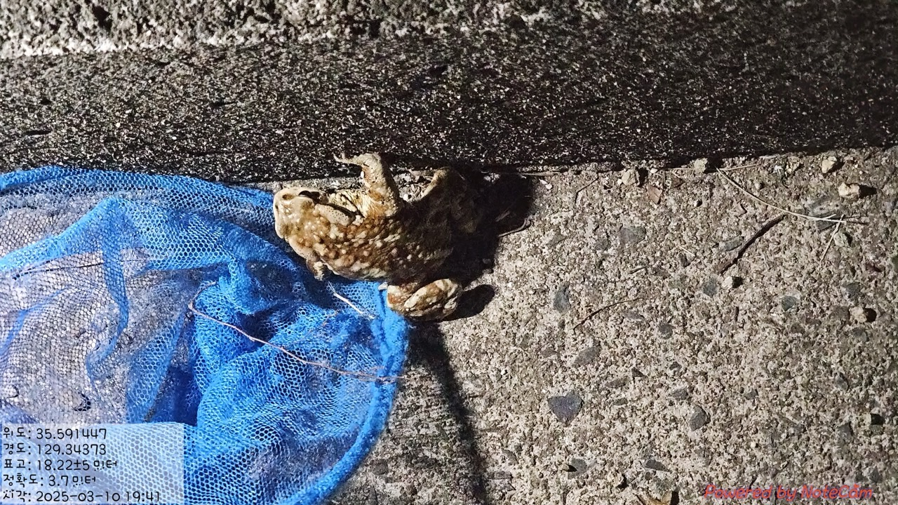 A small toad is seen on a road near Mount Hwangbang in Ulsan, spotted during volunteer work by local residents in spring 2025 [ULSAN JUNG DISTRICT OFFICE]