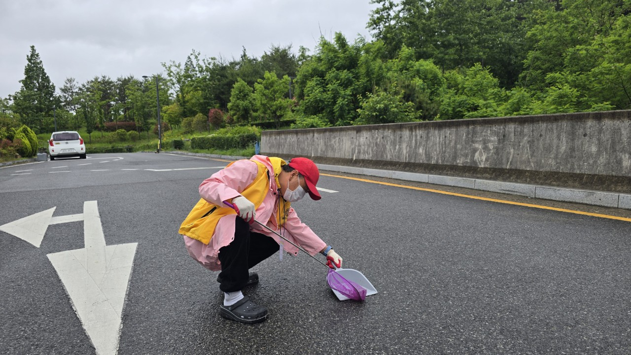 A volunteer is seen working with equipment to remove toads from roads near Mount Hwangbang in Ulsan in spring 2025 [ULSAN JUNG DISTRICT OFFICE]