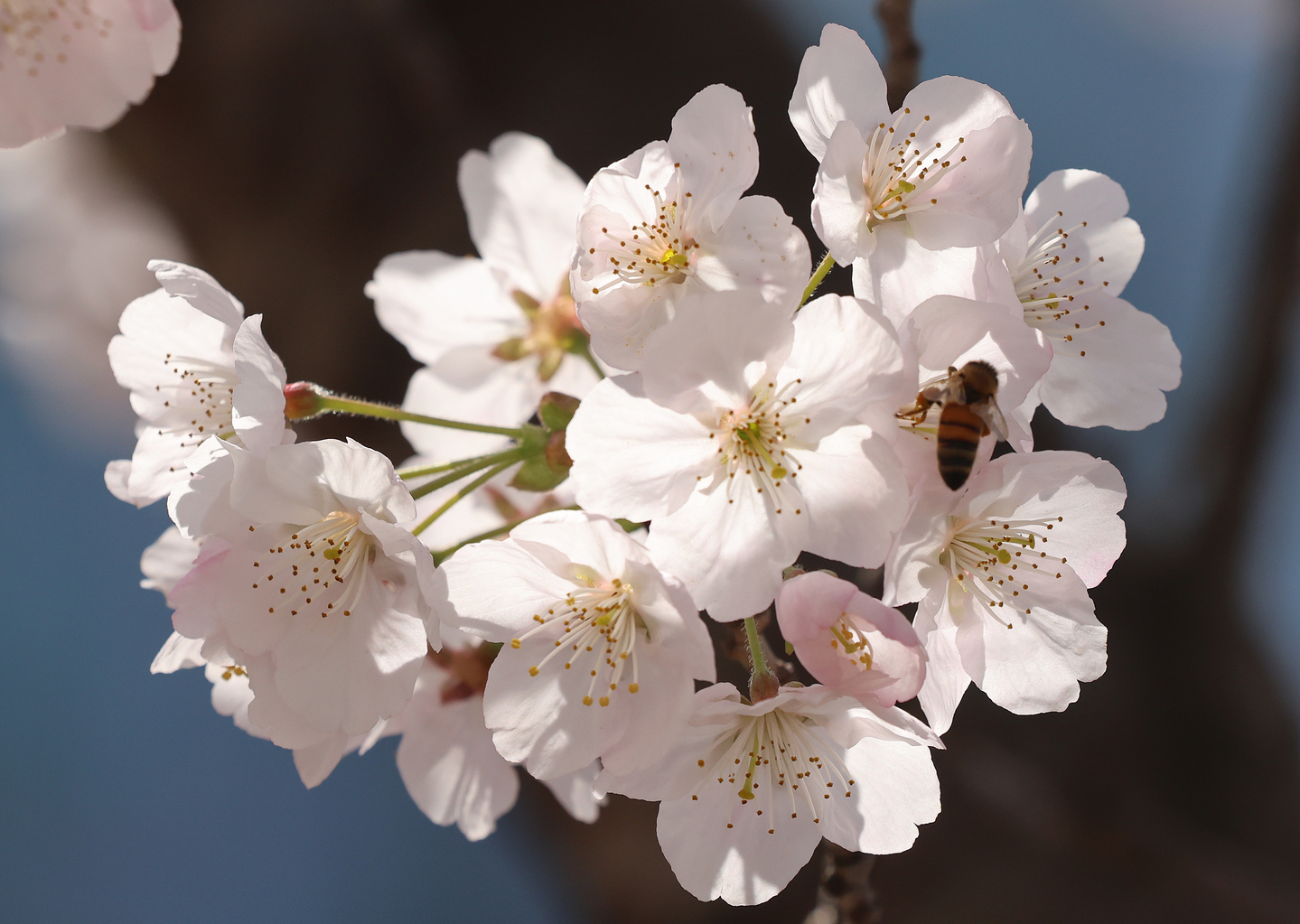 A bee collects nectar from cherry blossoms in full bloom at a small park in front of an apartment complex in Buk District, Busan, on March 23. [YONHAP]
