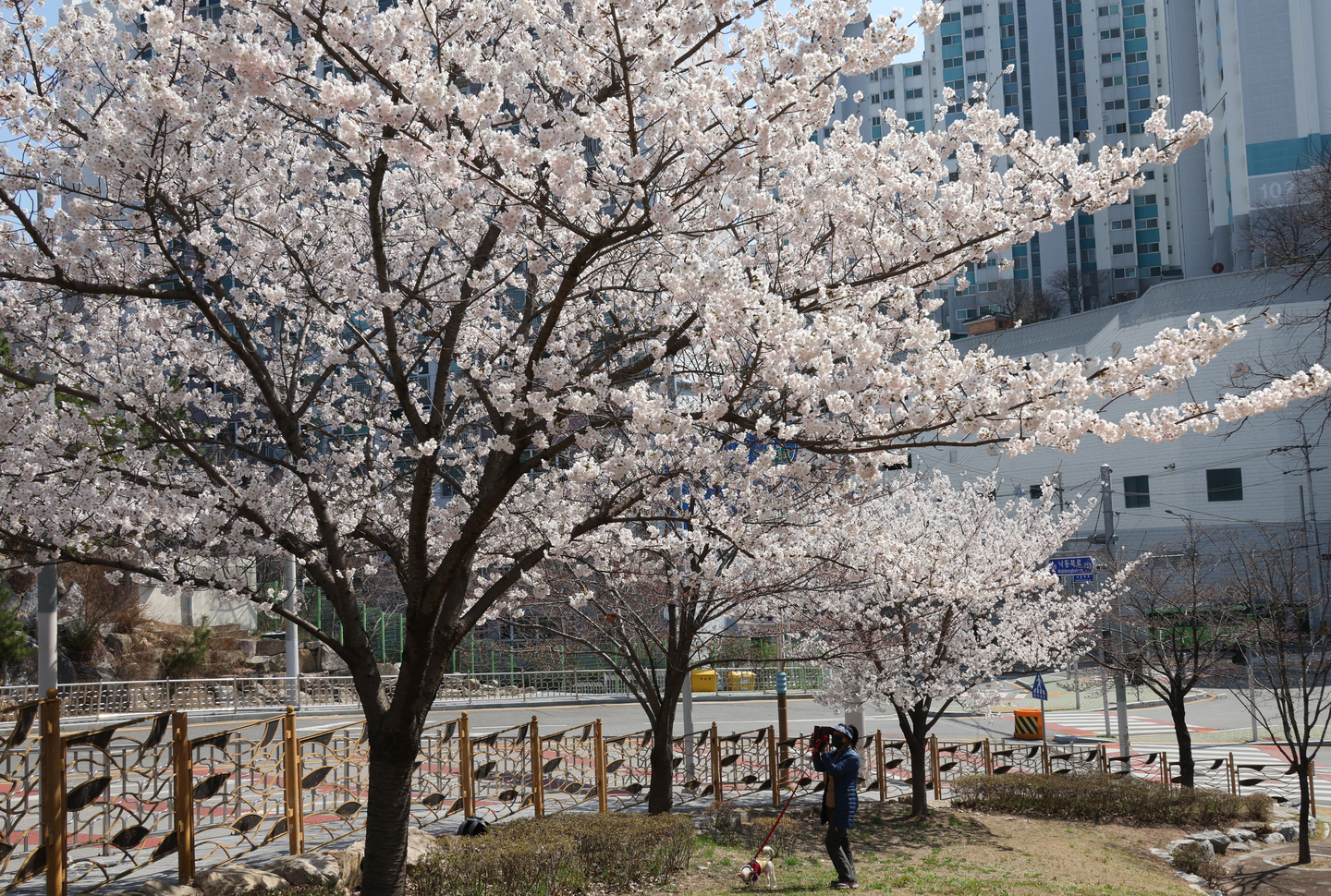 Cherry blossoms in full bloom draw the attention of passersby at a small park in front of an apartment complex in Buk District, Busan, on March 23. [YONHAP]