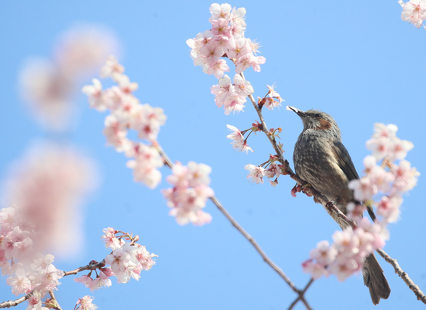 A brown-eared bulbul feeds on cherry blossom nectar, signaling the arrival of spring, at Busan Baehwa School for the Deaf in Suyeong District, Busan, on March 10. [NEWS1]