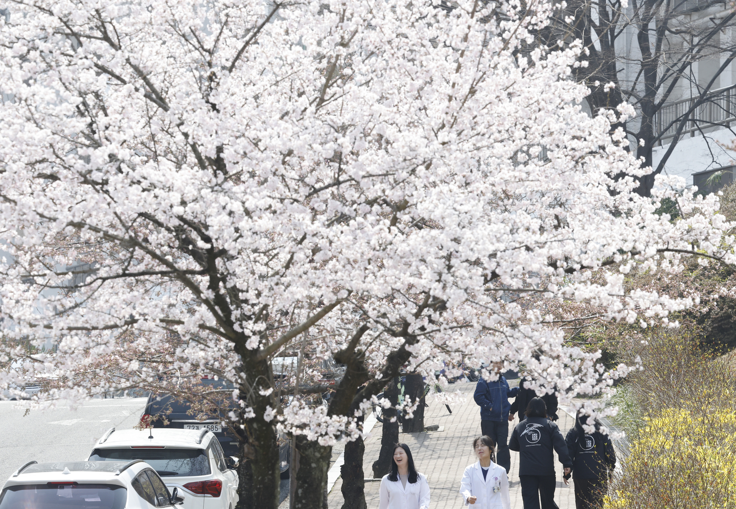 Pedestrians walk past blooming cherry blossom trees in Gwangju on March 26. [NEWS1]