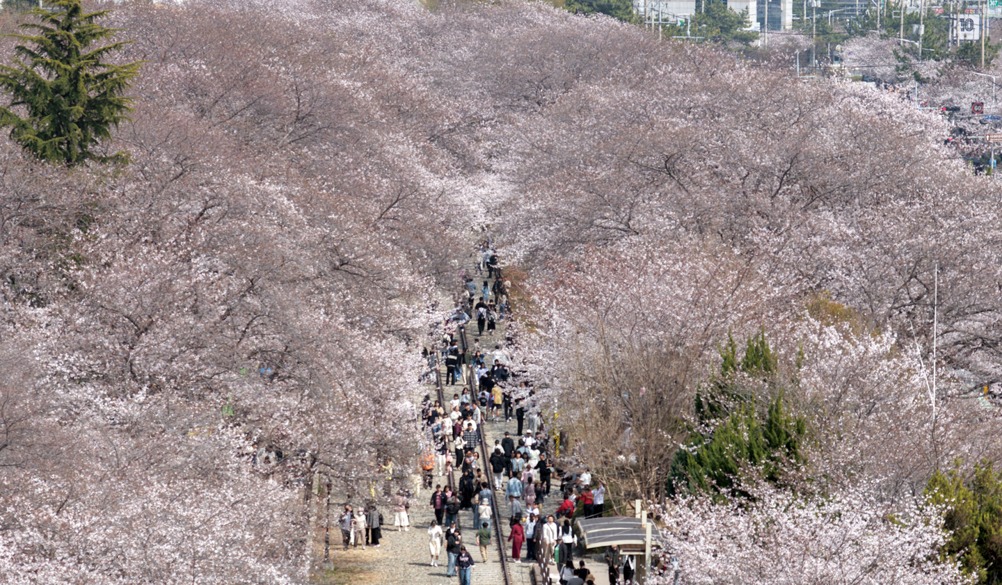 Cherry blossom-lined Gyeonghwa Station in Jinhae, Changwon, South Gyeongsang, is crowded with visitors on the afternoon of March 29 as the Jinhae Gunhangje Festival.[YONHAP]