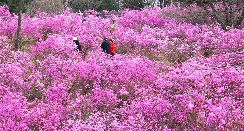 Visitors enjoy the spring weather amid blooming azaleas on a hill of Mount Wonmi in Bucheon, Gyeonggi, on March 31. [YONHAP] 