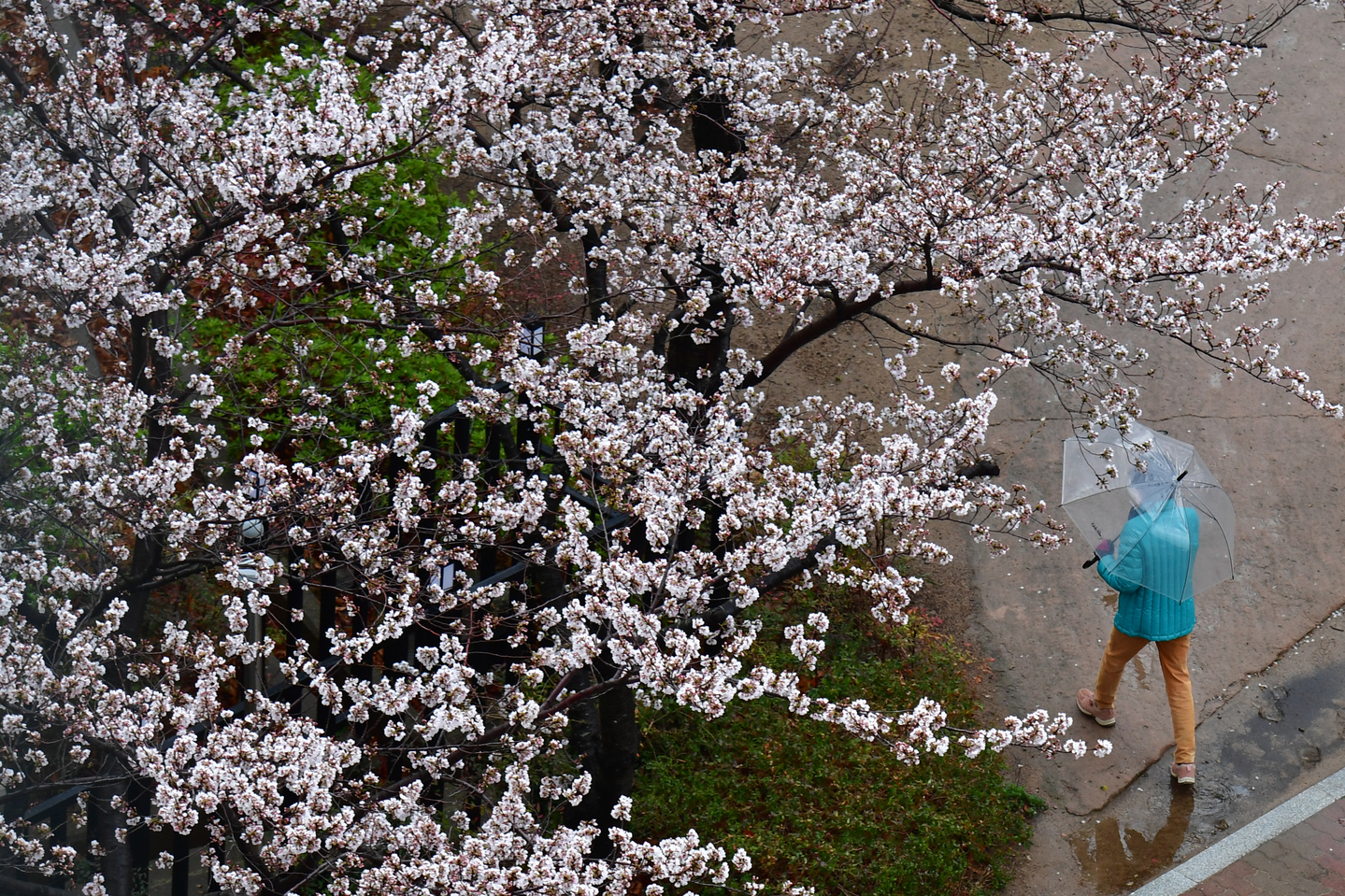 A pedestrian carrying an umbrella walks across a street in Pohang, North Gyeongsang, on March 31. [NEWS1]