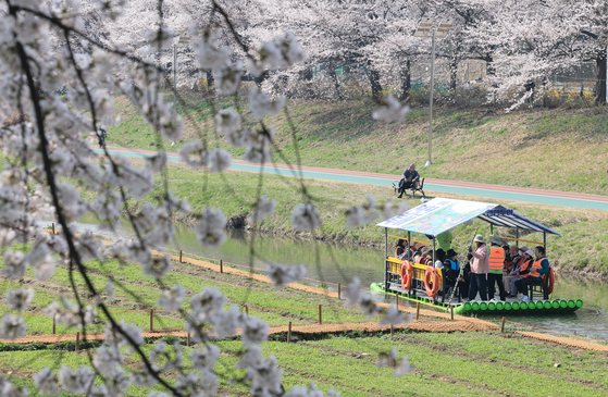 People ride a raft along the Yangjae Stream, a shallow tributary of the Han River in Seocho District, southern Seoul, as cherry blossoms reach full bloom on April 2. Rides on the stream are scheduled to run twice daily from April to October as part of a special program run by the Seocho District Office. [NEWS1]