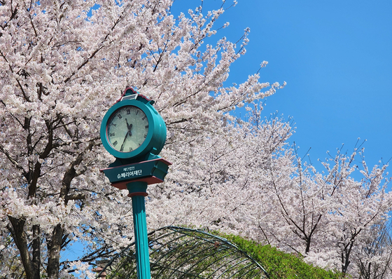 Yangjae Stream in southern Seoul during cherry blossom season in 2025 [JIN EUN-SOO]
