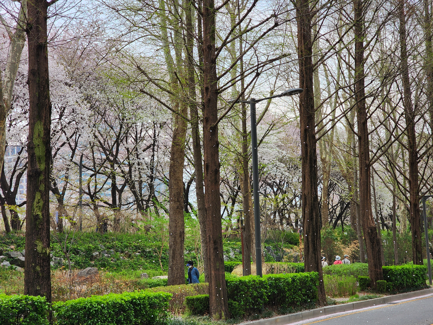 Cherry blossom petals snow on trails of Yangjae Stream in southern Seoul in 2025. [JIN EUN-SOO]