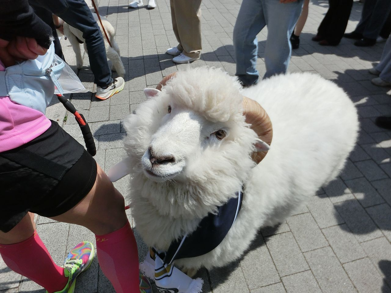 A sheep is seen at Yonsei University’s Sinchon campus in Seodaemun District, western Seoul, on April 2. [KWAK JOO-YOUNG]