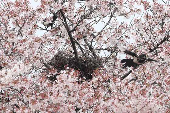 A magpie nest on a cherry blossom tree in Daegu on April 6 [NEWS1]