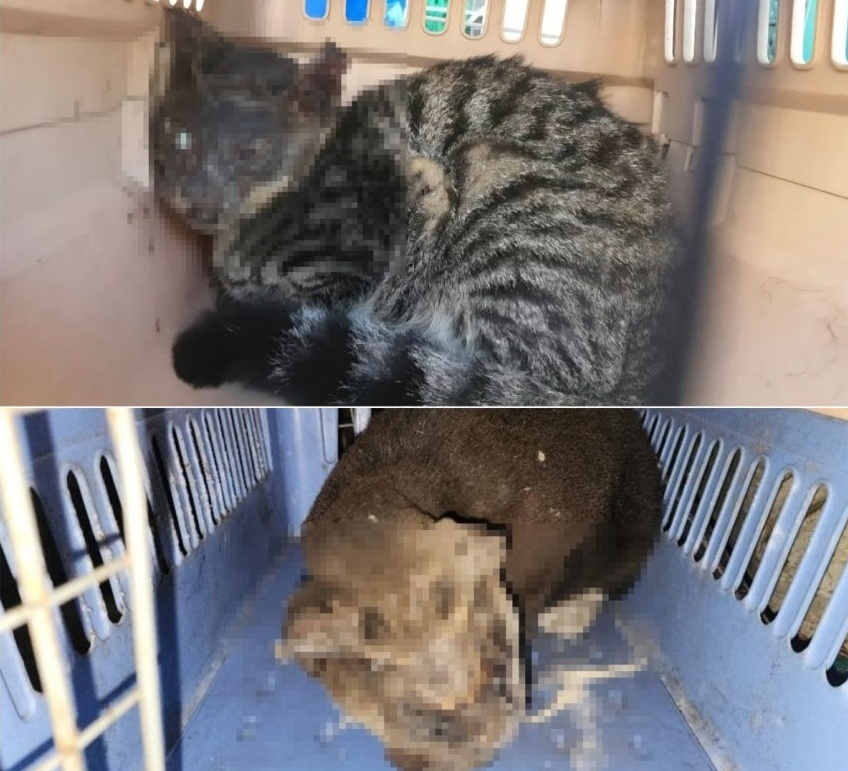 Images of cats that suffered burn injures and were later rescued [CARE]