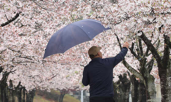 A pedestrian walks with an umbrella in Daegu near cherry blossom trees on April 6. [NEWS1]