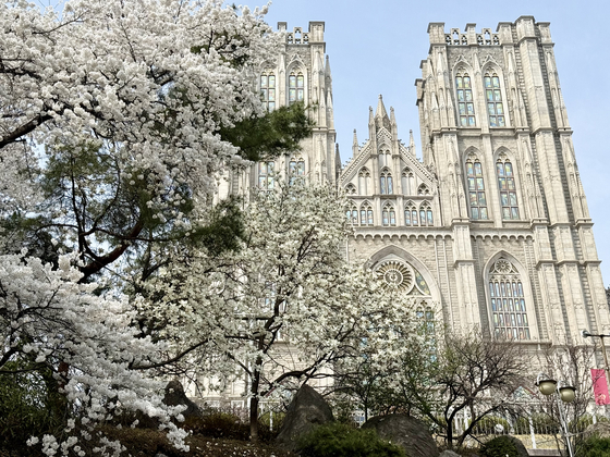 Cherry blossom trees set against the stately backdrop of the Peace Hall at Kyung Hee University [YOON SEUNG-JIN]